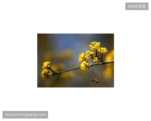 布达佩斯Major第一阶段：战舰轰鸣！FaZe 2-1 RED Canids